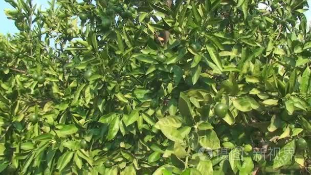 在树上的密集绿色植物种植柠檬的水果