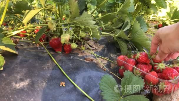 收割成熟的草莓视频