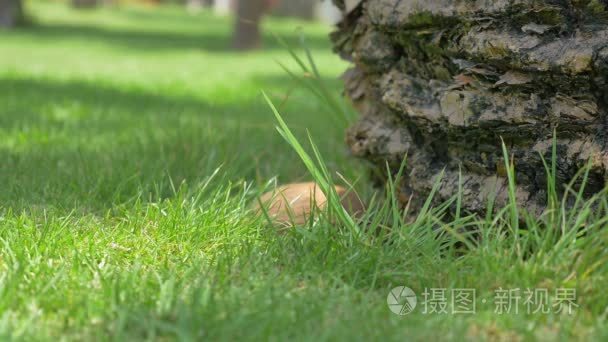 椰子落在 4k 的草地上的两个视频