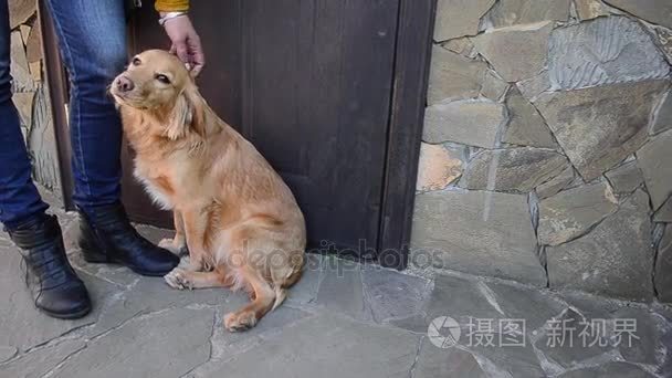 狗在室外门迎接主人视频