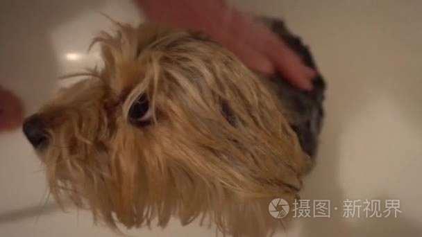 洗一条约克夏犬。照顾狗狗在美容沙龙