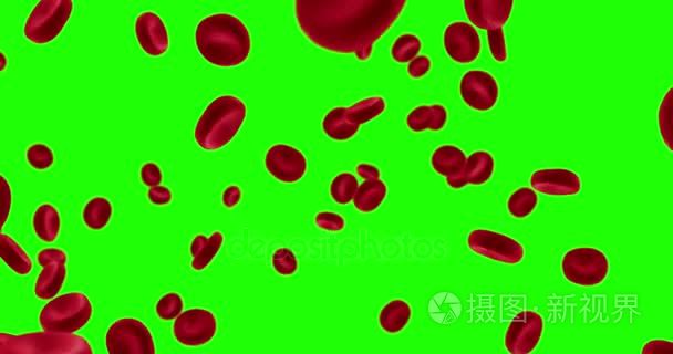 3d 渲染动画红血细胞中动脉、 体内流、 人类健康-医疗色度键绿色屏幕上