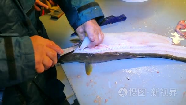 手中工人等离子切割共同岭,岭鱼(鳕鳕).