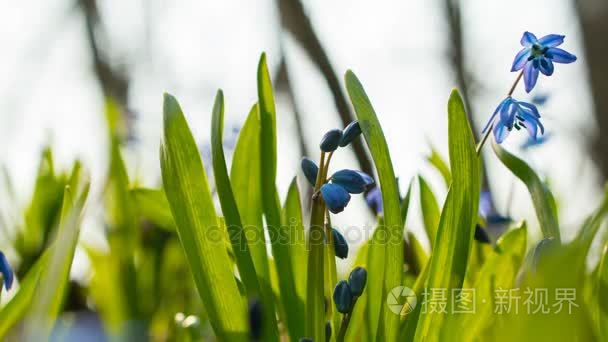 春天蓝色雪莲花盛开的早上视频