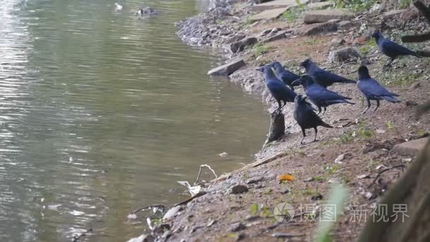 在河岸边的乌鸦。慢动作