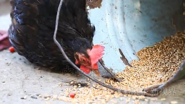 鸡吃粮食从桶特写视频
