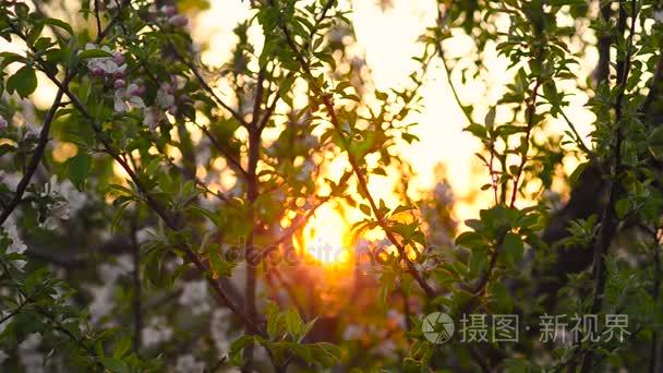 在明亮的阳光下的美丽花海棠树视频