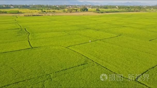 对树远山稻田视频