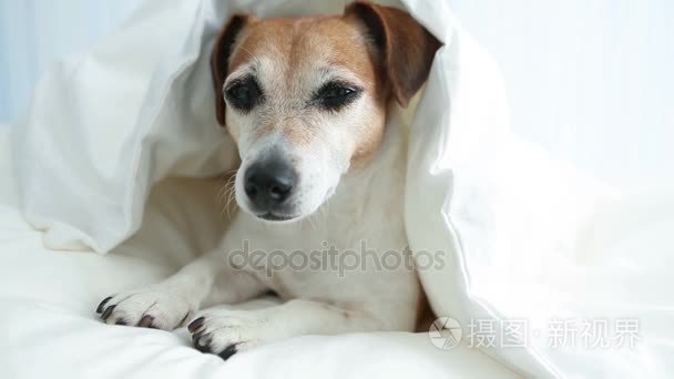 放松的小狗，从舒适的白色床上看