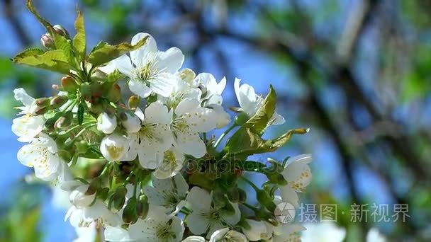 樱桃树的花朵视频
