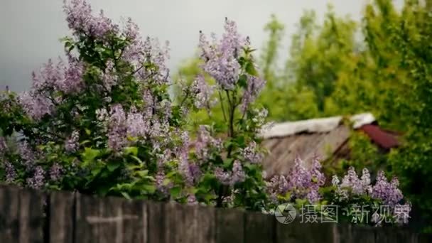 开花的淡紫色的性质视频