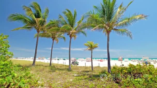 风景秀丽的迈阿密海滩视频