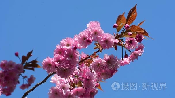樱桃花叶视频素材