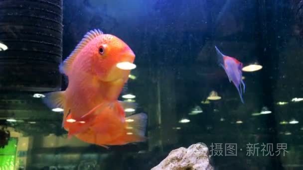 水族馆的异国情调的鱼儿游视频