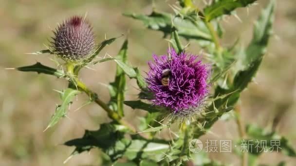 大黄蜂上一朵蓝色的花视频