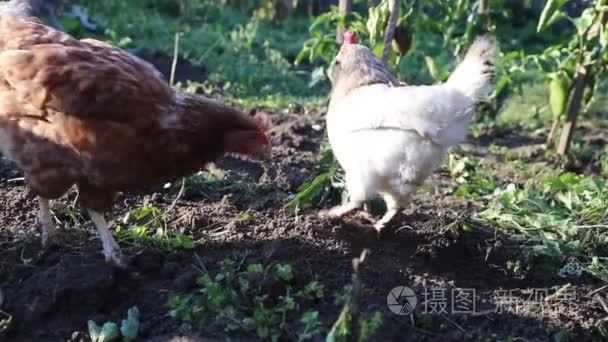 母鸡中地面外面花园里寻找食物