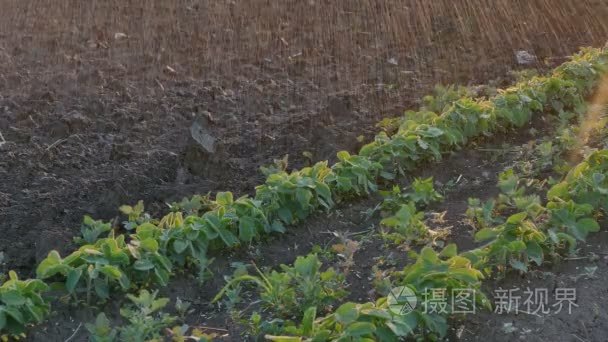 大豆植株浇水场中视频