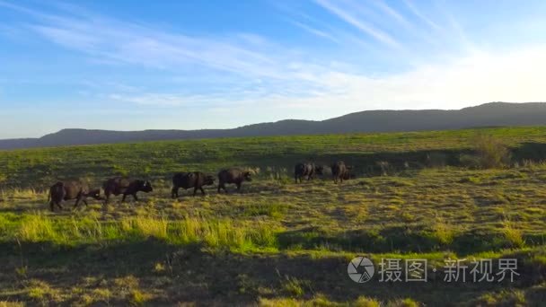 在火山口的非洲野牛.野生动物园-非洲大草原之旅.坦桑尼亚短视频