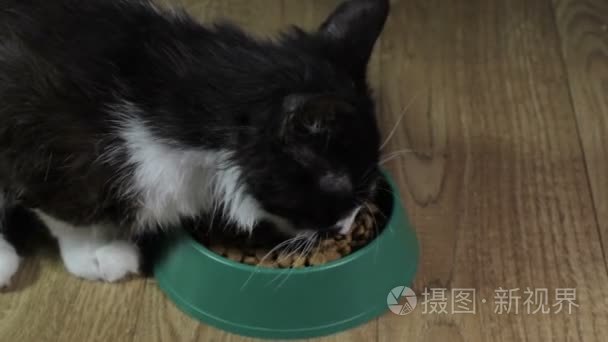 国内的可爱猫咪吃的食物