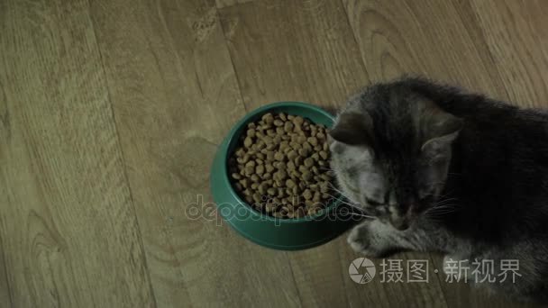 国内的可爱猫咪吃的食物