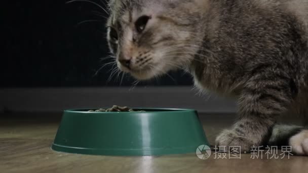 国内的可爱猫咪吃的食物视频