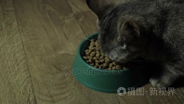 国内的可爱猫咪吃的食物