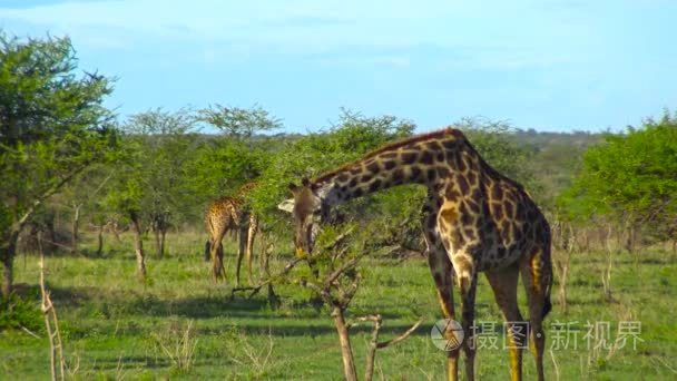 非洲的长颈鹿。野生动物园非洲大草原之旅。坦桑尼亚