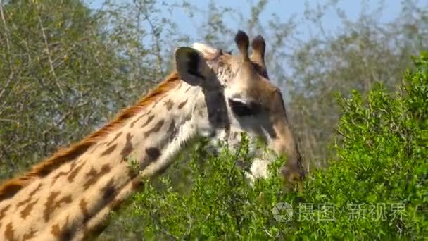 非洲的长颈鹿。野生动物园非洲大草原之旅。坦桑尼亚