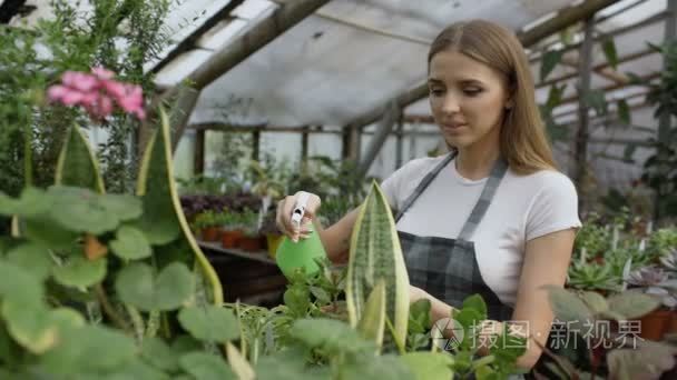 有魅力的女人园丁在围裙给植物浇水和鲜花在温室花园喷雾器