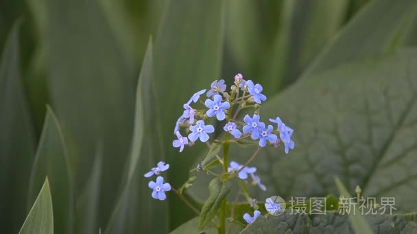 在春天开花忘我