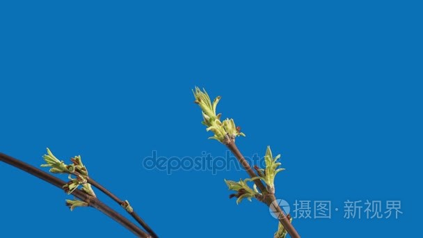 一棵枫树的叶子被解雇一个蓝色的背景