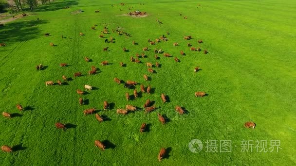 利穆赞牛场视频