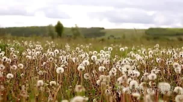 蒲公英的种子，在早晨的阳光吹过新鲜的绿色背景。蒲公英在饱满的种子，生长在高高的草丛中的特写