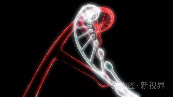 模型 Dna 旋转上黑色能够循环无缝