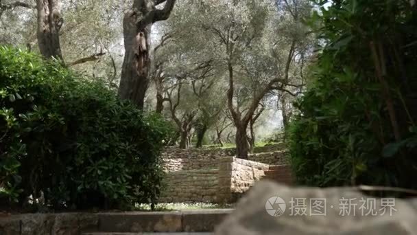 橄榄树园林和花园在黑山视频