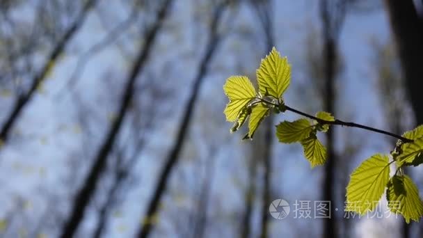 早午餐的榛树的森林宏视频