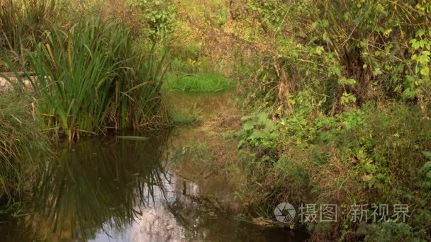 在夏天的小森林河流两岸视频