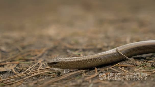 无肢蜥蜴看起来就像一条蛇.慢动作 180 fps 近摄镜头短视频