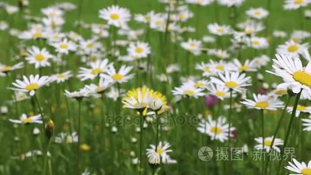 洋甘菊花关闭。夏天 花卉场 野花草地 植物学和生物学，视频背景 videofootage 自然 美丽的雏菊的性质