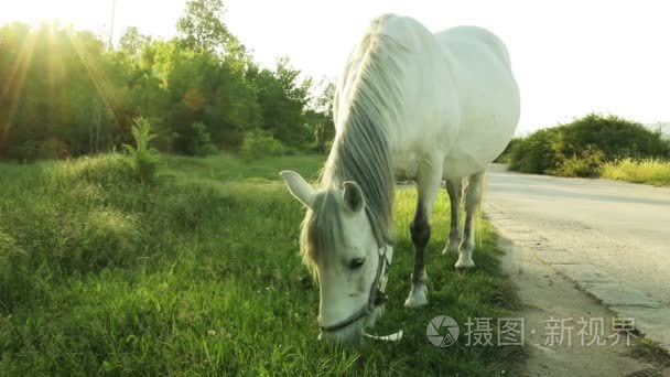 一匹马放牧附近一条乡间小路视频