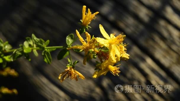 圣约翰草，贯叶连翘、 药用植物与花