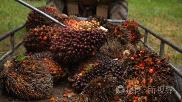 收获新鲜棕榈油从树在慢动作视频