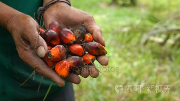 收获新鲜棕榈油从树在慢动作视频