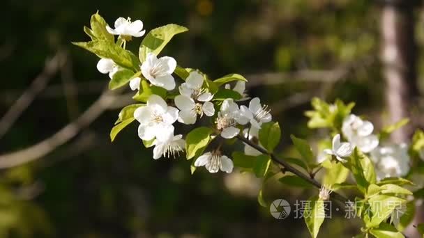 开花天空樱桃树枝在风中绽放视频