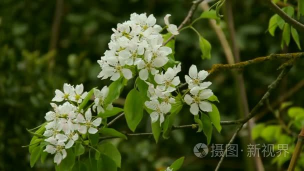 白色樱花在春天与模糊背景视频