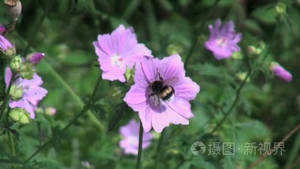 蜜蜂在荷兰朵紫色的花视频