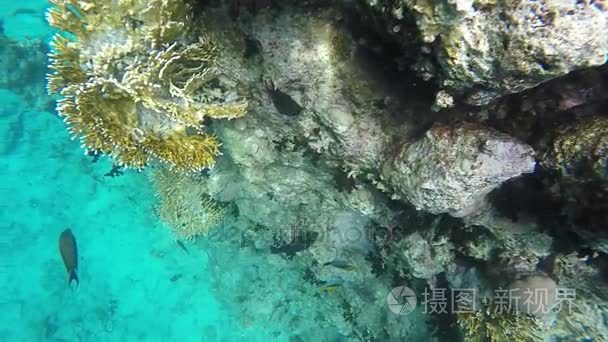 在靠近埃及红海潜水。绚烂多彩的珊瑚礁