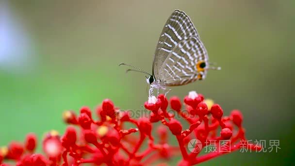 红色兰花蝴蝶特写视频