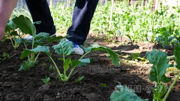 除草在大头菜床上的男人