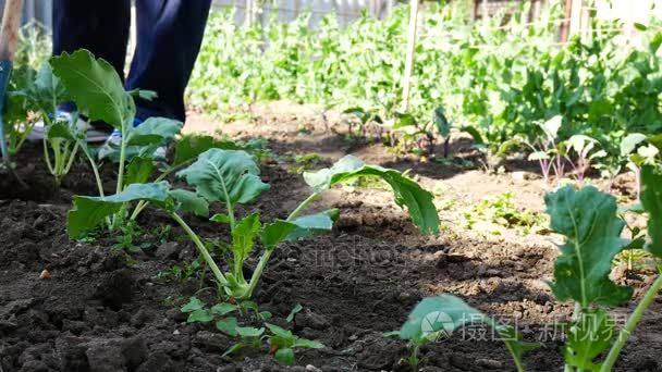 除草在大头菜床上的男人视频